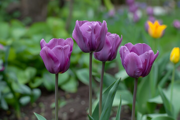 Obraz premium Beautiful purple tulips in nature 
