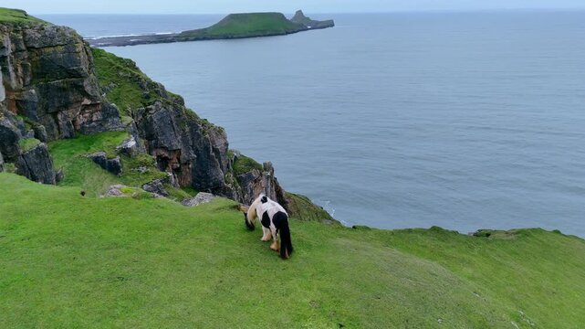Black and white hardy Gypsy Cob pony, rugged Welsh coastline, aerial