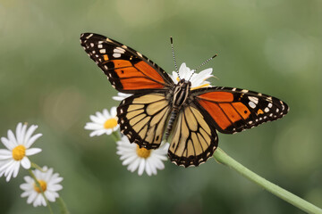 Obraz premium Black and orange monarch butterfly perched on white daisy flowers during spring summer day in garden or wild nature on blurred natural green background.