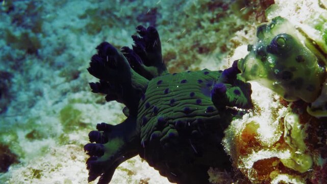 A beautiful green and black Nembrotha milleri nudibranch hanging on to the coral reef under the strong ocean current.