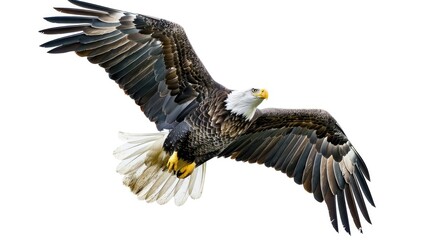 Fototapeta premium A bald eagle flying high in the sky