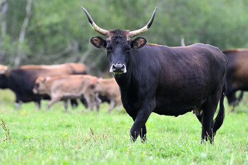 Aurochs  reconstituted animals cattle breeding station