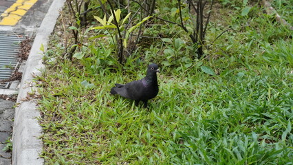 pigeon on the grass