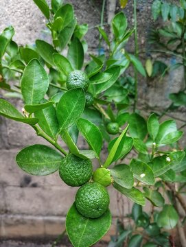 Jeruk Purut, Kaffir Lime, Citrus Hystrix