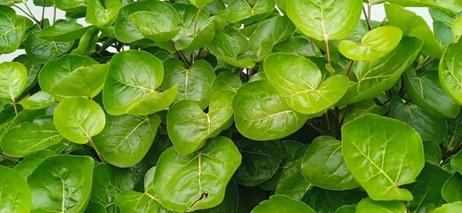 Polyscias scutellaria or daun mangkokan