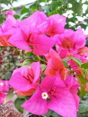 Bougainvillea X Buttiana Barbara Karst