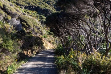 Trail and forest down to Anawhata, Piha, Auckland, New Zealand.
