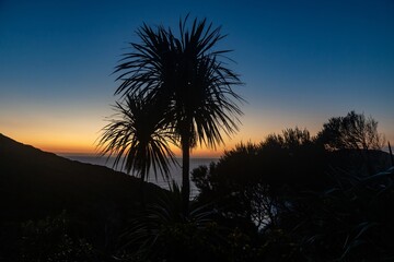 Silhouette of a Manuka and cabbage tree at sunset. Anawhata, Piha, Auckland, New Zealand.