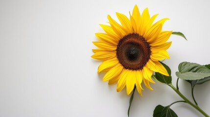 Obraz premium Single sunflower on white background.