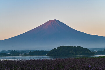 Fototapeta premium 日本山梨県河口湖からの夜明け前の富士山