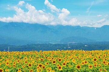 真夏のひまわり