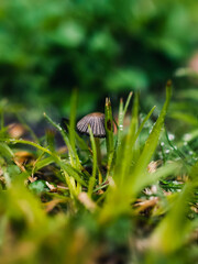 Close up of a mushroom
