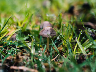 Close up of a mushroom
