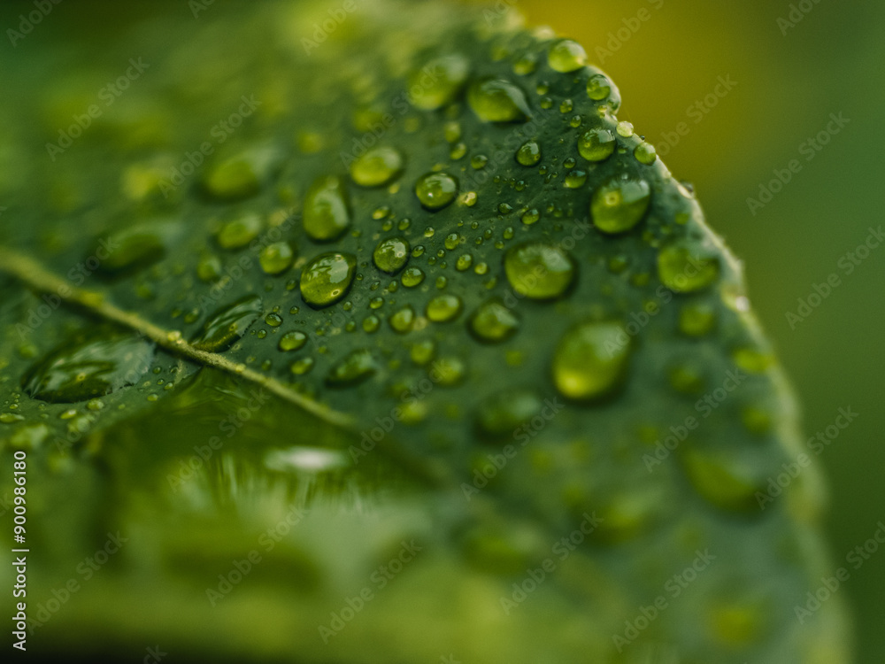 Sticker Water droplets on a leaf