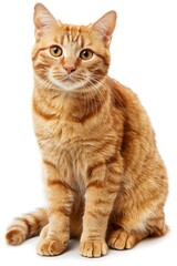 A cat with orange fur is sitting on a white background. The cat has a curious expression on its face - generative ai