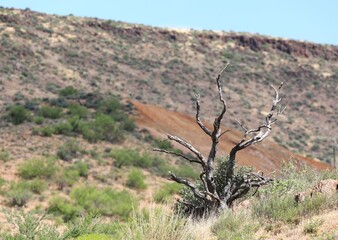 A Tree in an Arizona Landscape