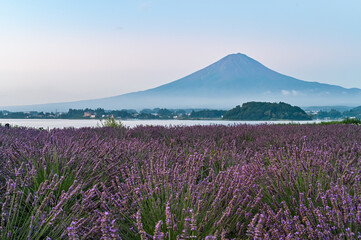 山梨県河口湖とラベンダー畑と富士山