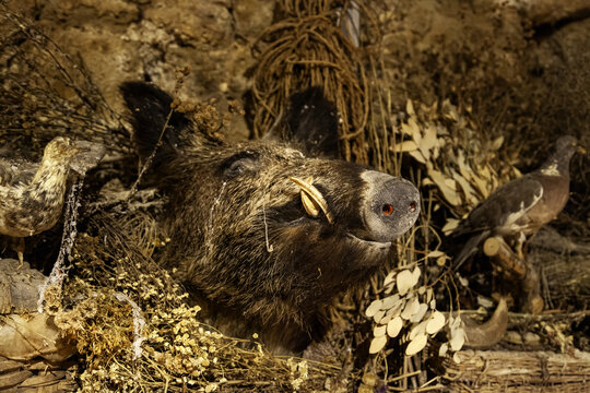 Stuffed boar head