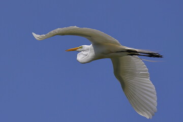White egret bird against blue sky