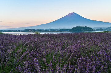 Naklejka premium 山梨県河口湖とラベンダー畑と富士山