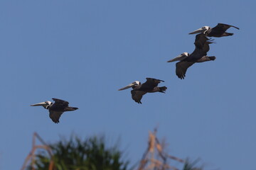 Brown pelican in flight formation against blue sky