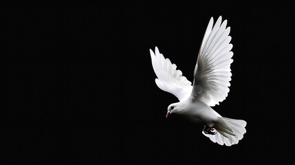 Obraz premium White dove flying on black background and Clipping path freedom concept and international day of peace : Generative AI