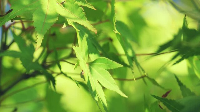 夏の風に揺れる木の葉1