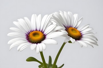 Fototapeta premium African daisy flower white background, AI Generated