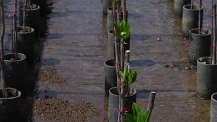 Mangrove forest planting using pipes.