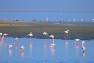 Fototapeta premium A flock of pink flamingos flew to the lagoon to rest 