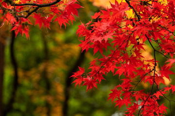 Beautiful vibrant fall colors in the colorful forest of Portland Japanese Garden in Oregon, USA