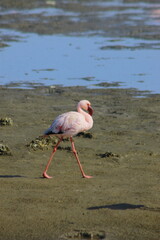 A flock of pink flamingos flew to the lagoon to rest 