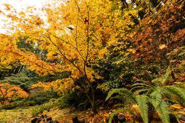 Beautiful vibrant fall colors in the colorful forest of Portland Japanese Garden in Oregon, USA