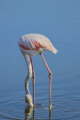 Graceful pink flamingo looking for food