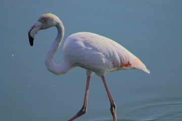 Graceful pink flamingo looking for food