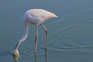 Graceful pink flamingo looking for food