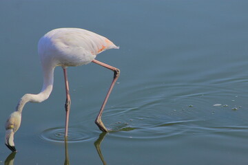 Graceful pink flamingo looking for food