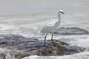 Flying egret white bird flying in beach surf eating fish