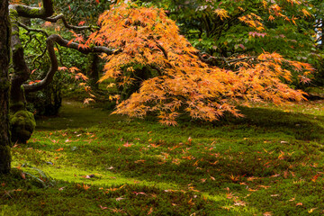 Beautiful vibrant fall colors in the colorful forest of Portland Japanese Garden in Oregon, USA