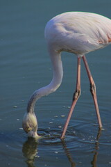 Graceful pink flamingo looking for food