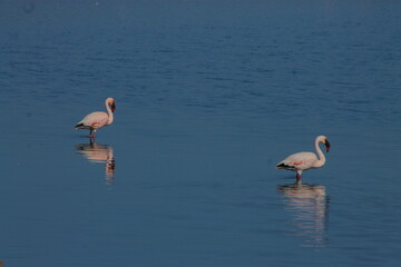 A flock of pink flamingos flew to the lagoon to rest 