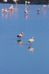 A flock of pink flamingos flew to the lagoon to rest and eat