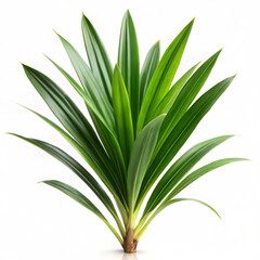 Fototapeta premium Pandan Leaves Isolated on White Background