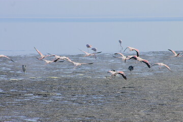 A flock of pink flamingos flew to the lagoon to rest and eat