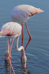 A flock of pink flamingos flew to the lagoon to rest and eat