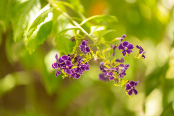 Grappes de fleurs violettes