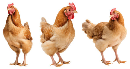 Fototapeta premium set of hen isolated on transparent background