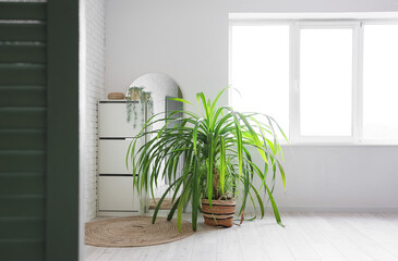 Houseplant in wicker pot on floor near white brick wall