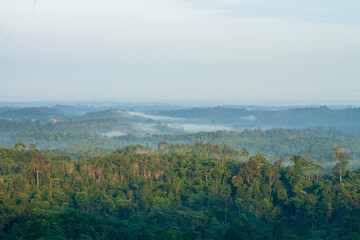 Borneo Forest, Tropical Forest in Barito Timur, Central Kalimantan