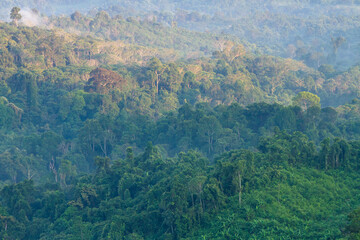 Borneo Forest, Tropical Forest in Barito Timur, Central Kalimantan